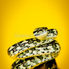 578470-2-jungle-python-morelia-spilota-cheynei_thumb