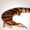 488923-4-blue-tongue-lizard-tiliqua-sp_thumb