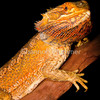 492680-3-central-bearded-dragon-pogona-vitticeps_thumb