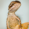491539-4-dwarf-or-downs-bearded-dragon-pogona-henrylawsoni_thumb