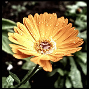 Lule_card