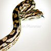 578661-2-inland-carpet-or-murray-darling-python-morelia-spilota-metcalfei_thumb