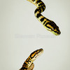 583779-4-darwin-or-northwestern-carpet-pythons-morelia-spilota-variegata_thumb