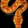 659170-2-hypomelanistic-centralian-or-bredli-carpet-python-morelia-bredli_thumb