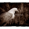 830156-1-eagle-portrait-i_thumb