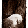 830137-1-eagle-portrait-ii_thumb