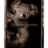 830069-1-koala-joey_thumb