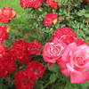 Img_0538_thumb