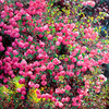 Rose_party_160x100cm_thumb