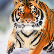 Siberian_tiger_card