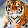 Siberian_tiger_thumb