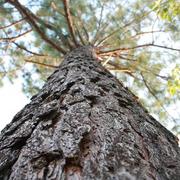 Backyard_tree_card