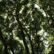 Through_the_trees_card