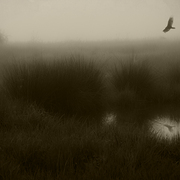 Solitary_flight_card