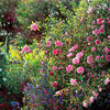Rose_garden1_160x110cm_thumb