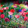 Dance_poppy_120x70cm_thumb