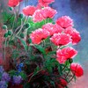 Nice_poppy_90x50cm_thumb