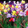 Iris_party_150x70cm_thumb