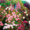 Rose_garden_4_120x110cm_thumb