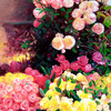 Blooming_80x60cm_thumb