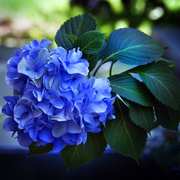 Img_3515cropr_card