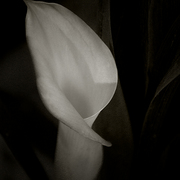 Calla_lily_card
