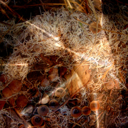 Gumnut_light_card