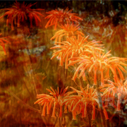 Aloe_card
