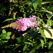 Butterflybush1_card