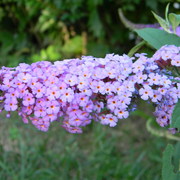 Butterflybush2_card