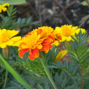 Marigold2_card