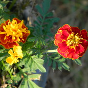 Marigoldsvariation_card