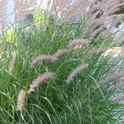 Wheatgrass3_card