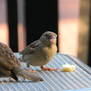 Cafesparrowontable_card