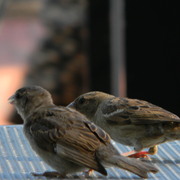Cafesparrowsontable2_card