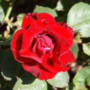 3_iulie_8_card