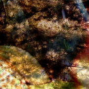 Picnic_by_the_pines