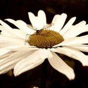 Spider_card
