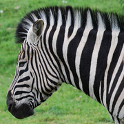 Zebra_card