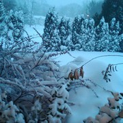 Img00062-20091220-0719_card