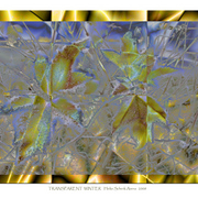 Transparent_winter_card