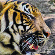 Img_1950_copy_fhdr__custom__card