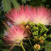 Mimosatree2_card
