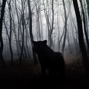 Wolf_card
