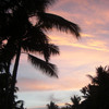 Palms_thumb