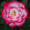 Pink_thumb