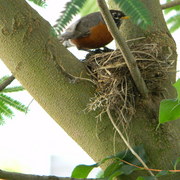 Motherrobin5_card