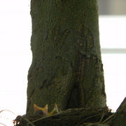 Babyrobinbeaks1_card
