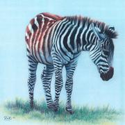Zebra_foal_001_card