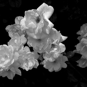 Dsc_1731_card